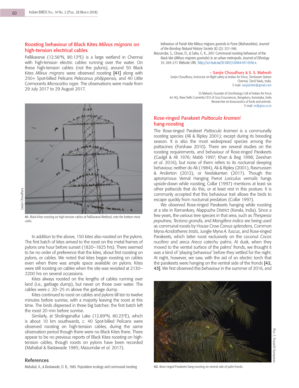 Roosting Behaviour of Black Kites Milvus Migrans on High-Tension