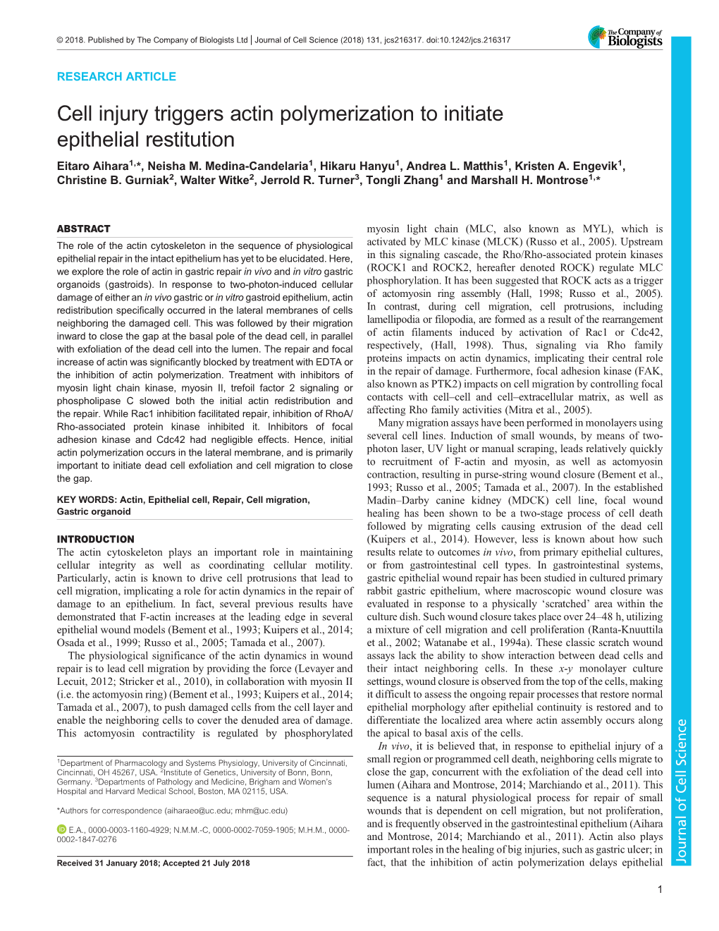 Cell Injury Triggers Actin Polymerization to Initiate Epithelial Restitution Eitaro Aihara1,*, Neisha M