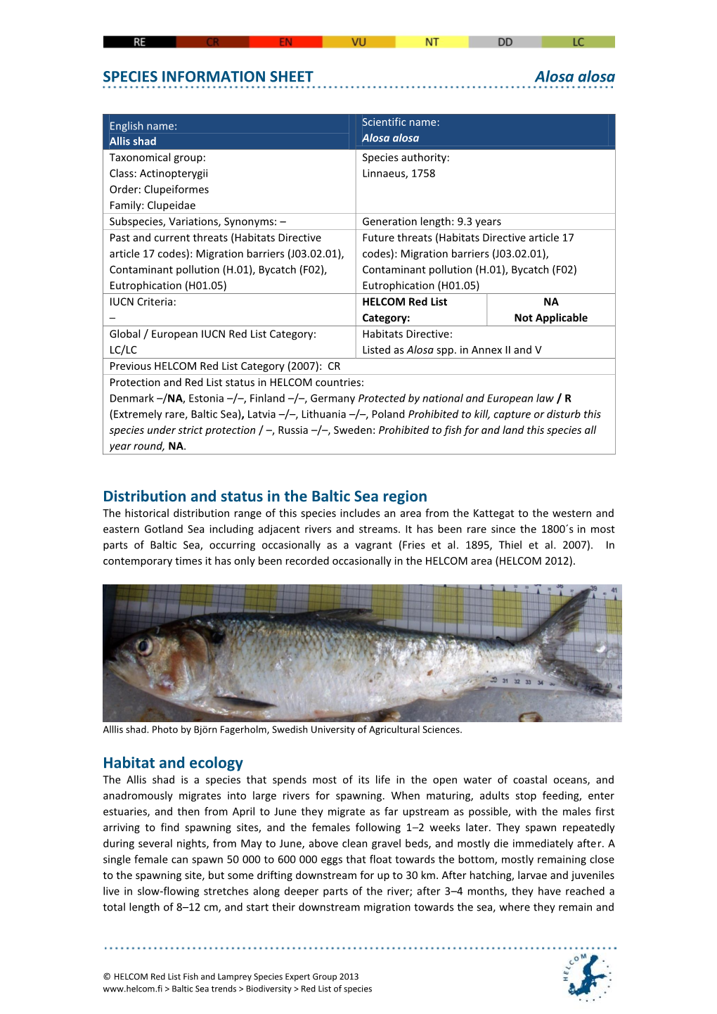 SPECIES INFORMATION SHEET Alosa Alosa