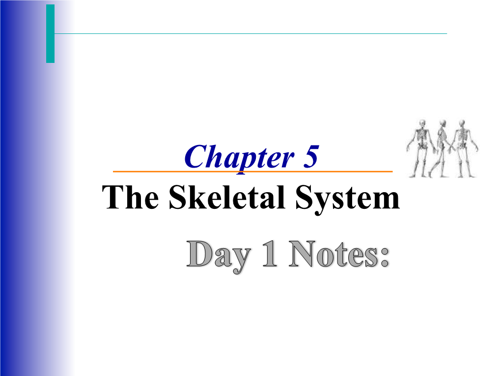 The Skeletal System