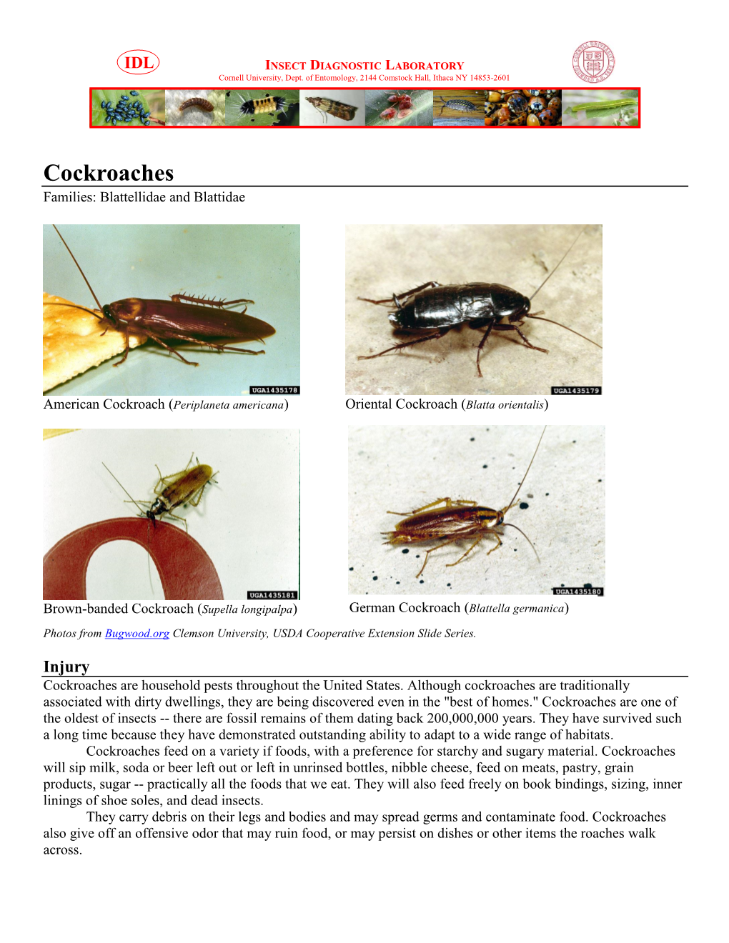 Cockroaches Families: Blattellidae and Blattidae