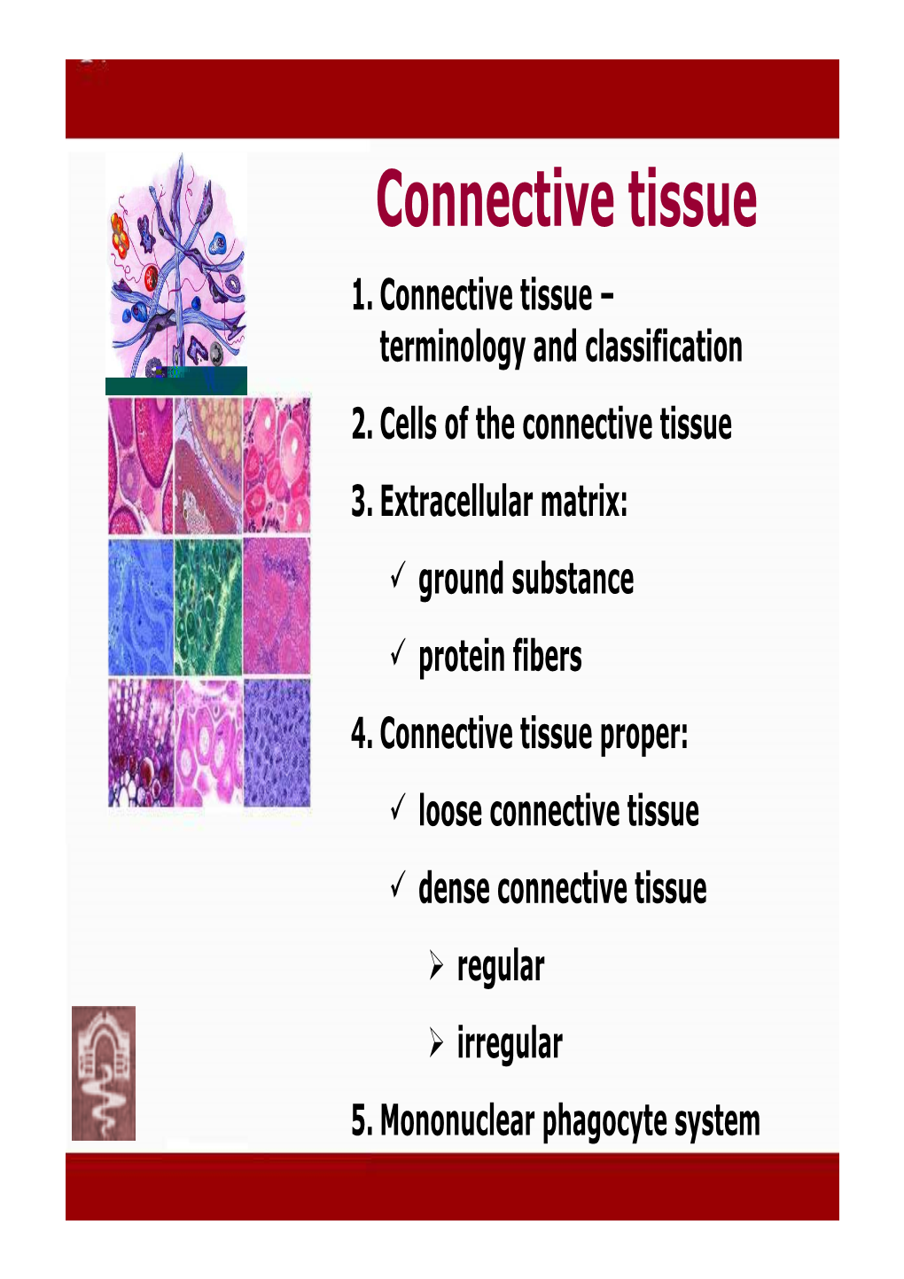 Connective Tissue 1