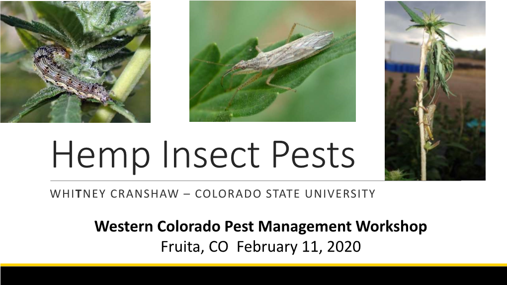 Hemp Insect Pests WHITNEY CRANSHAW – COLORADO STATE UNIVERSITY