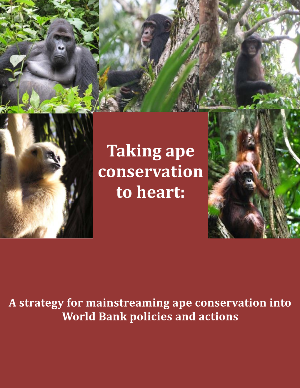 Taking Ape Conservation to Heart