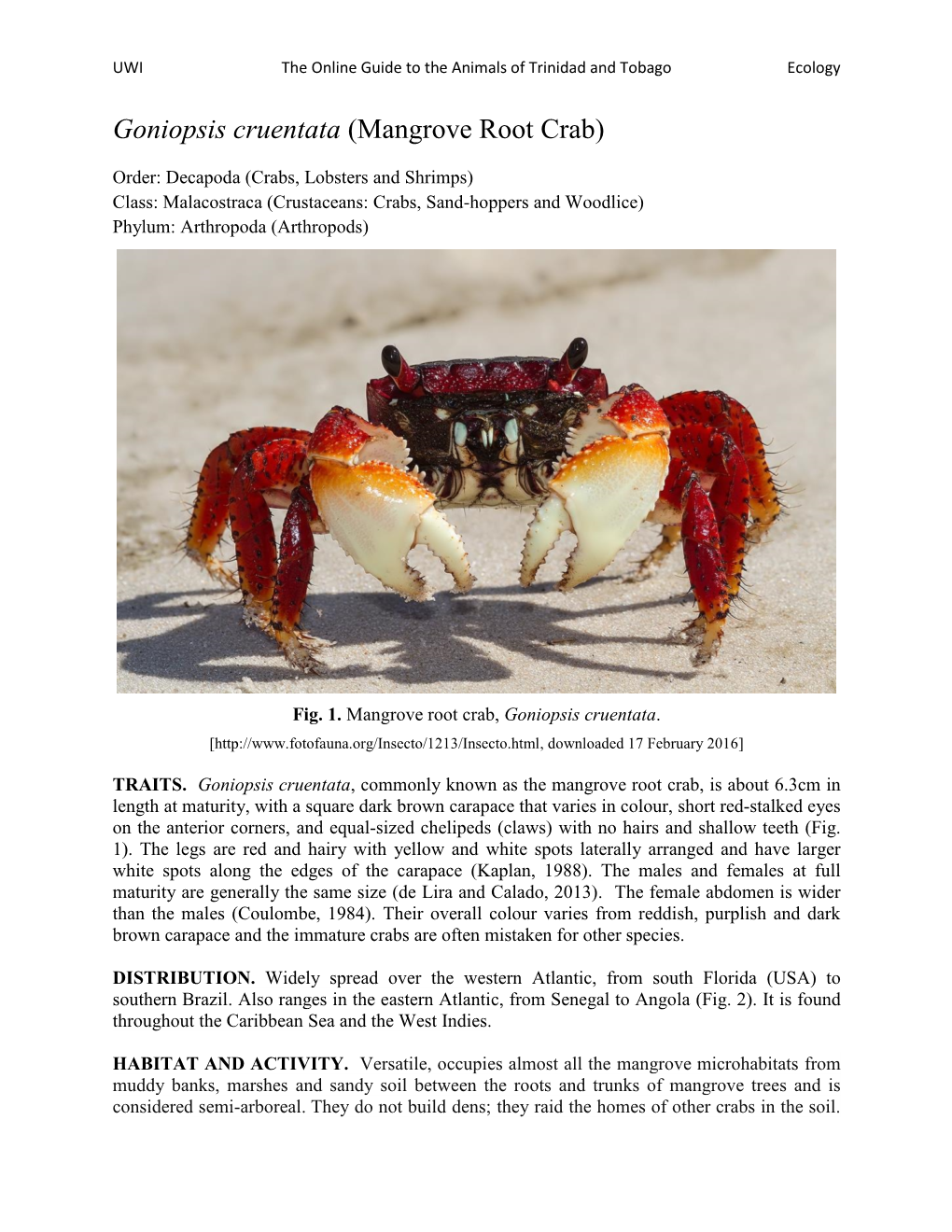 Goniopsis Cruentata (Mangrove Root Crab)