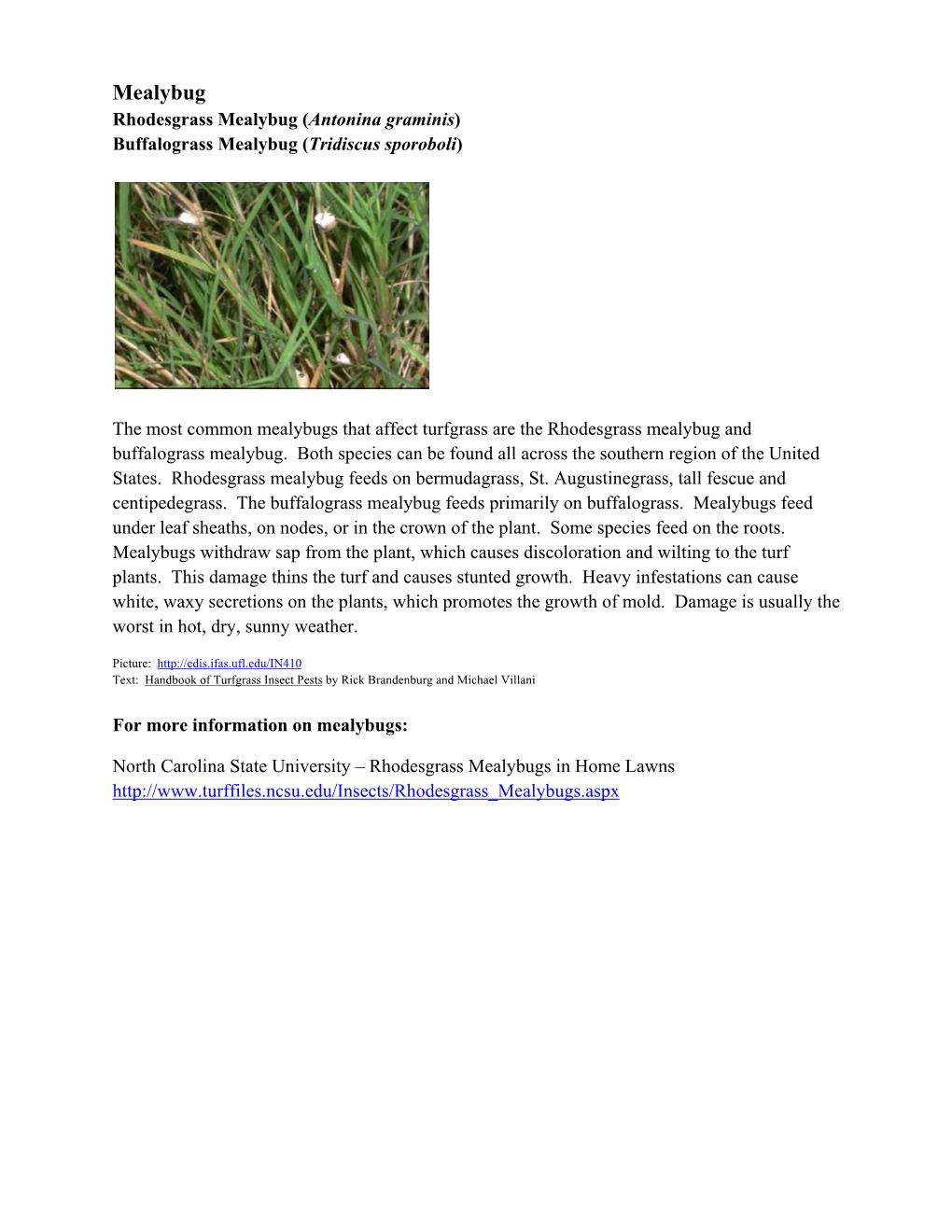 Mealybug Rhodesgrass Mealybug (Antonina Graminis) Buffalograss Mealybug (Tridiscus Sporoboli)