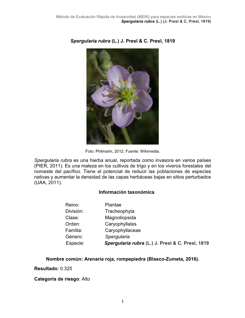 Spergularia Rubra (L.) J. Presl & C. Presl, 1819 Spergularia Rubra Es