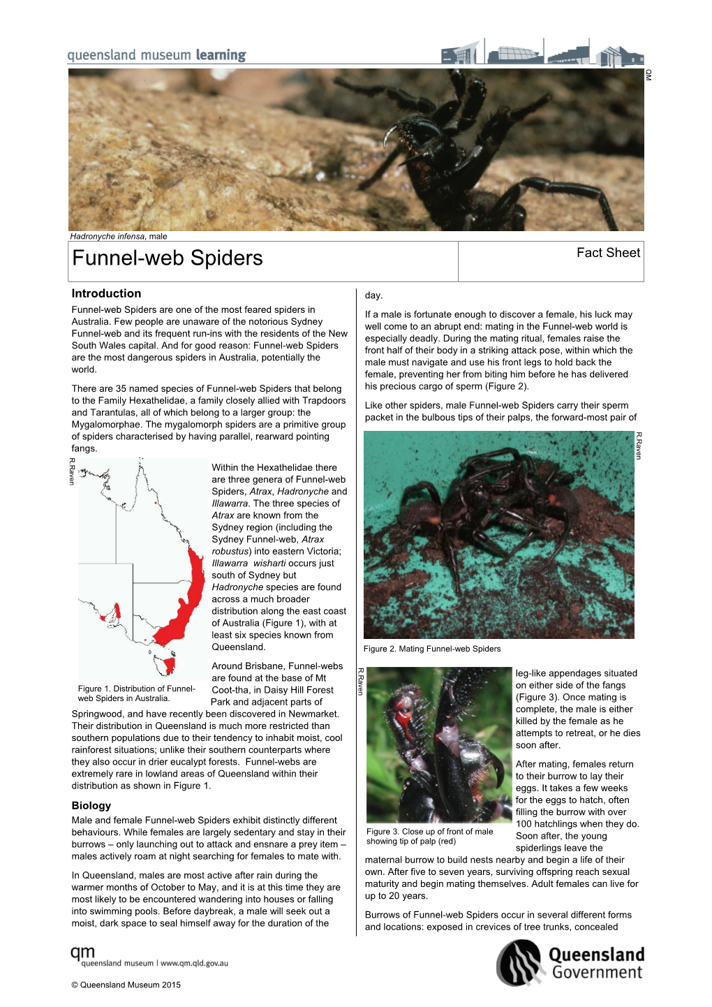 Funnel-Web Spiders Fact Sheet