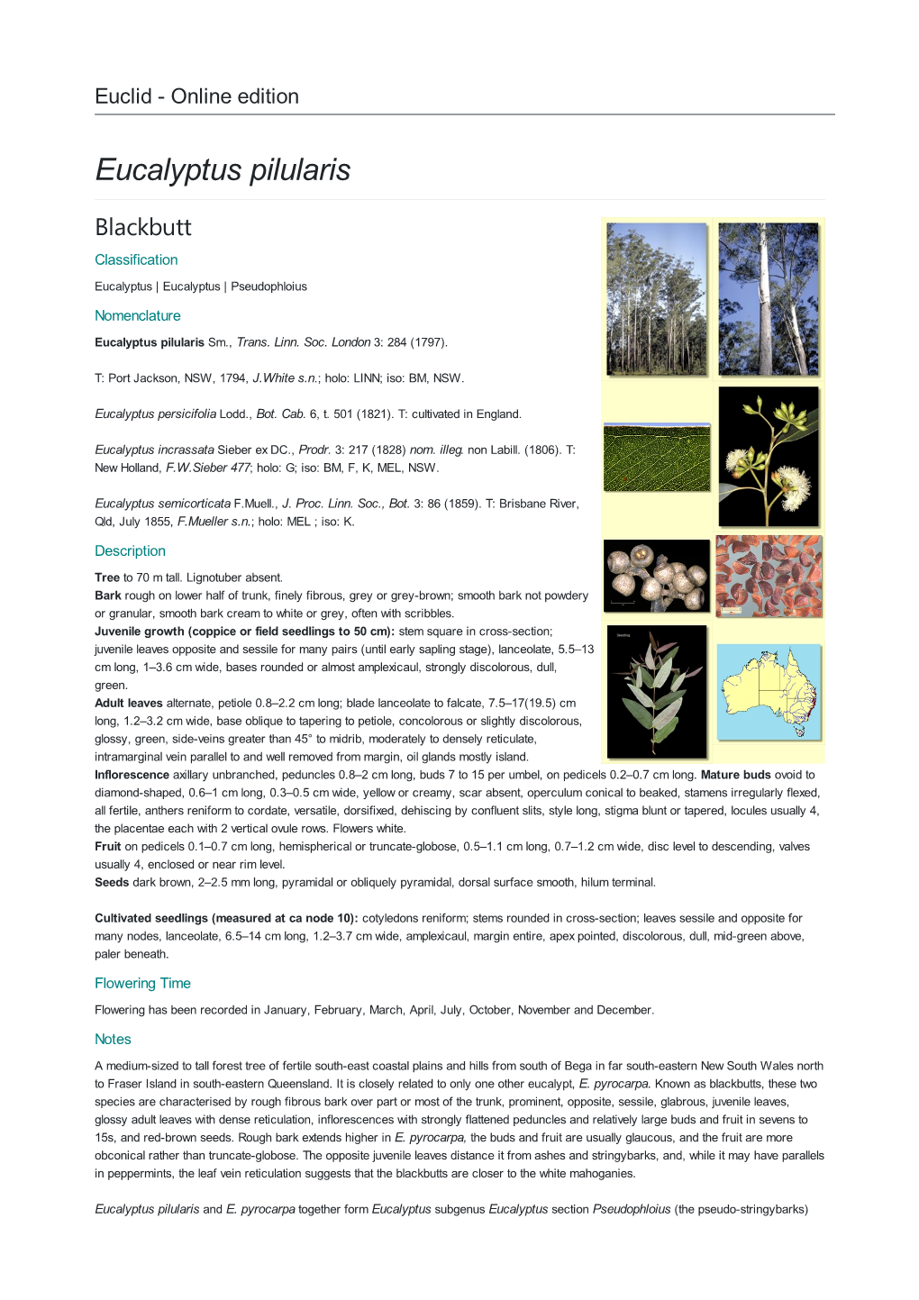 Eucalyptus Pilularis Blackbutt Classification Eucalyptus | Eucalyptus | Pseudophloius Nomenclature Eucalyptus Pilularis Sm., Trans