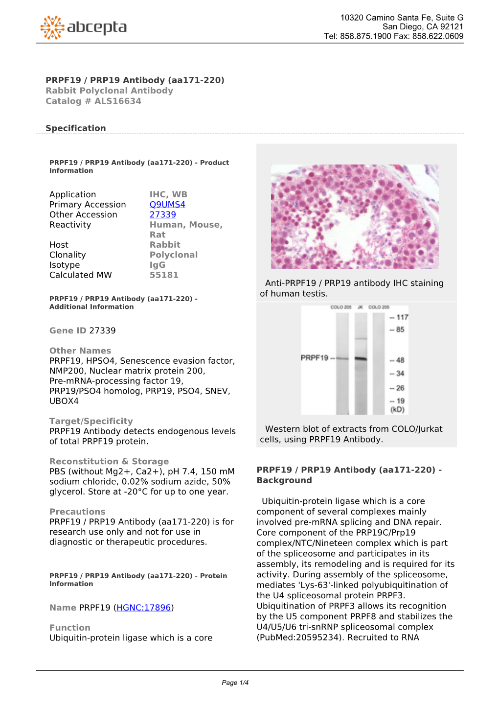 PRPF19 / PRP19 Antibody (Aa171-220) Rabbit Polyclonal Antibody Catalog # ALS16634