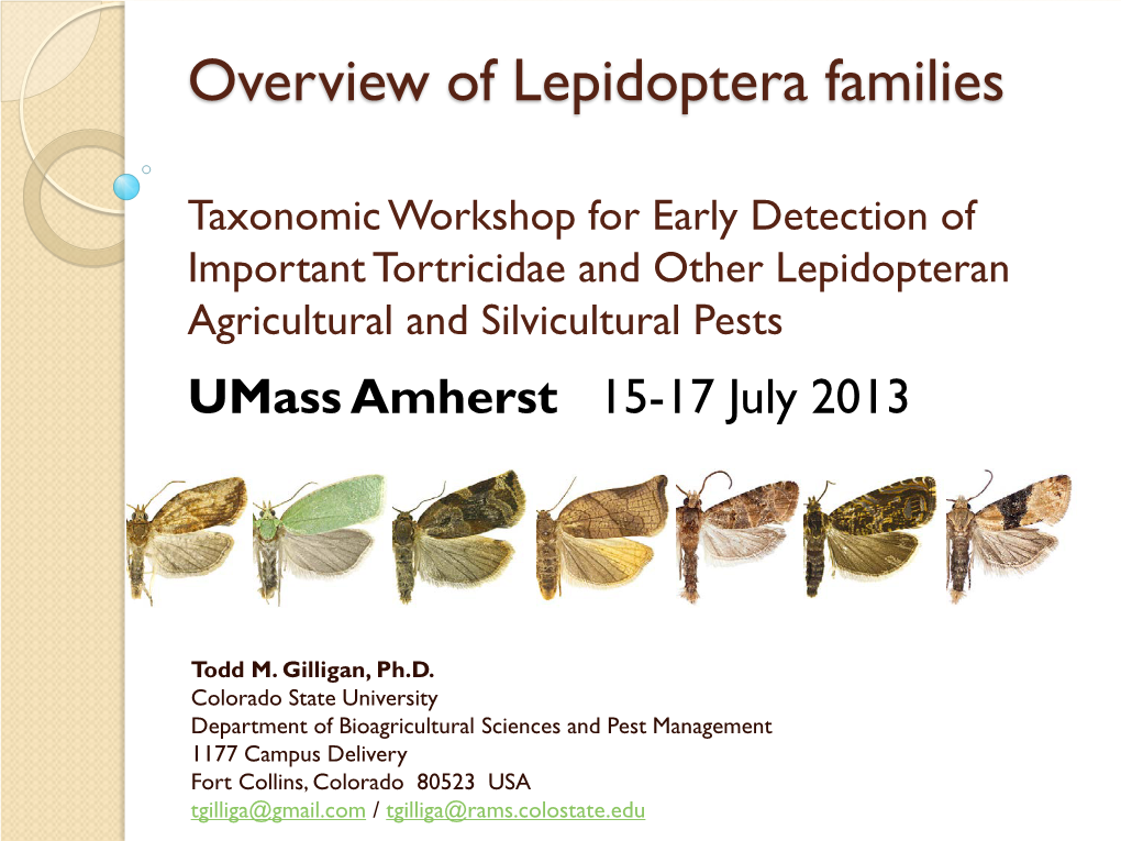 Overview of Lepidoptera Families