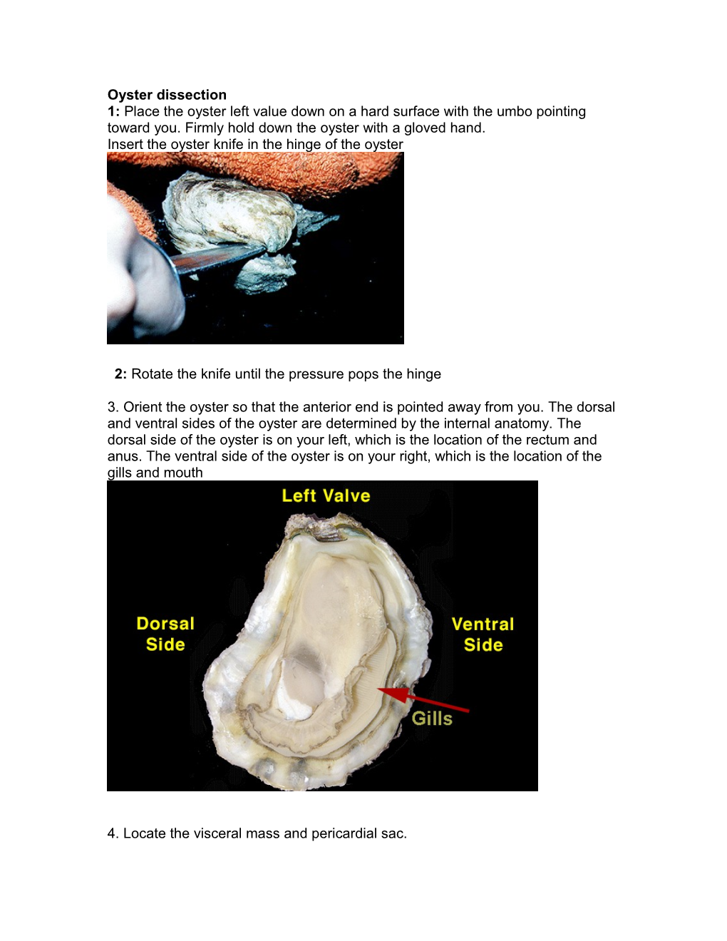 Insert the Oyster Knife in the Hinge of the Oyster