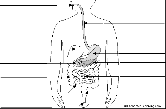 Digestive System to label