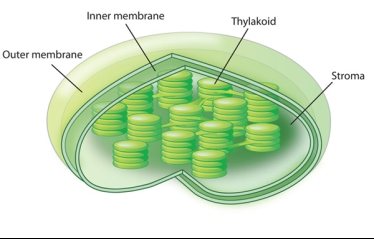 Image result for chloroplast